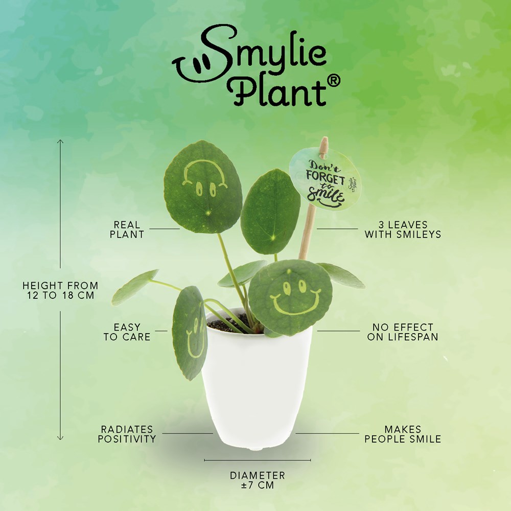 Smylieplant® Love im Keramiktopf (small), In schützender Pflanzenschutzhülle