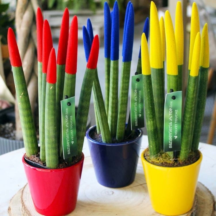 Sansevieria TOP-line - Velvet Touchz® medium, Ohne Verpackung, Blau
