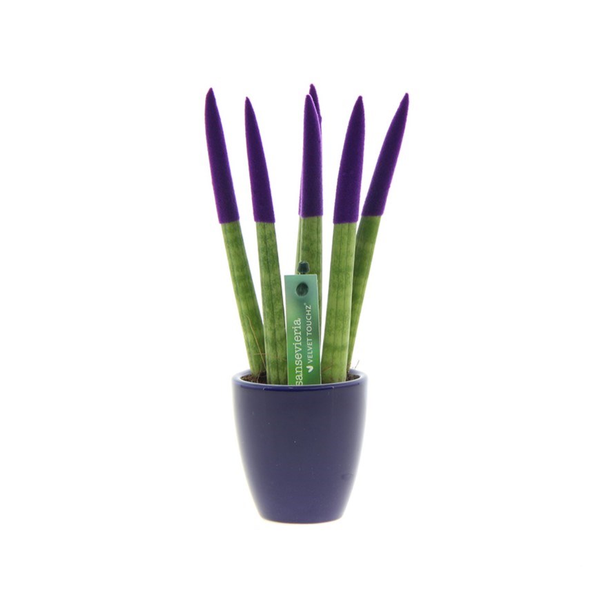 Sansevieria TOP-line - Velvet Touchz® small, In Geschenkbox, Lila